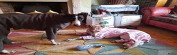 Mixed Breed dogs for sale: Lazy Lurchers  - Advert 5