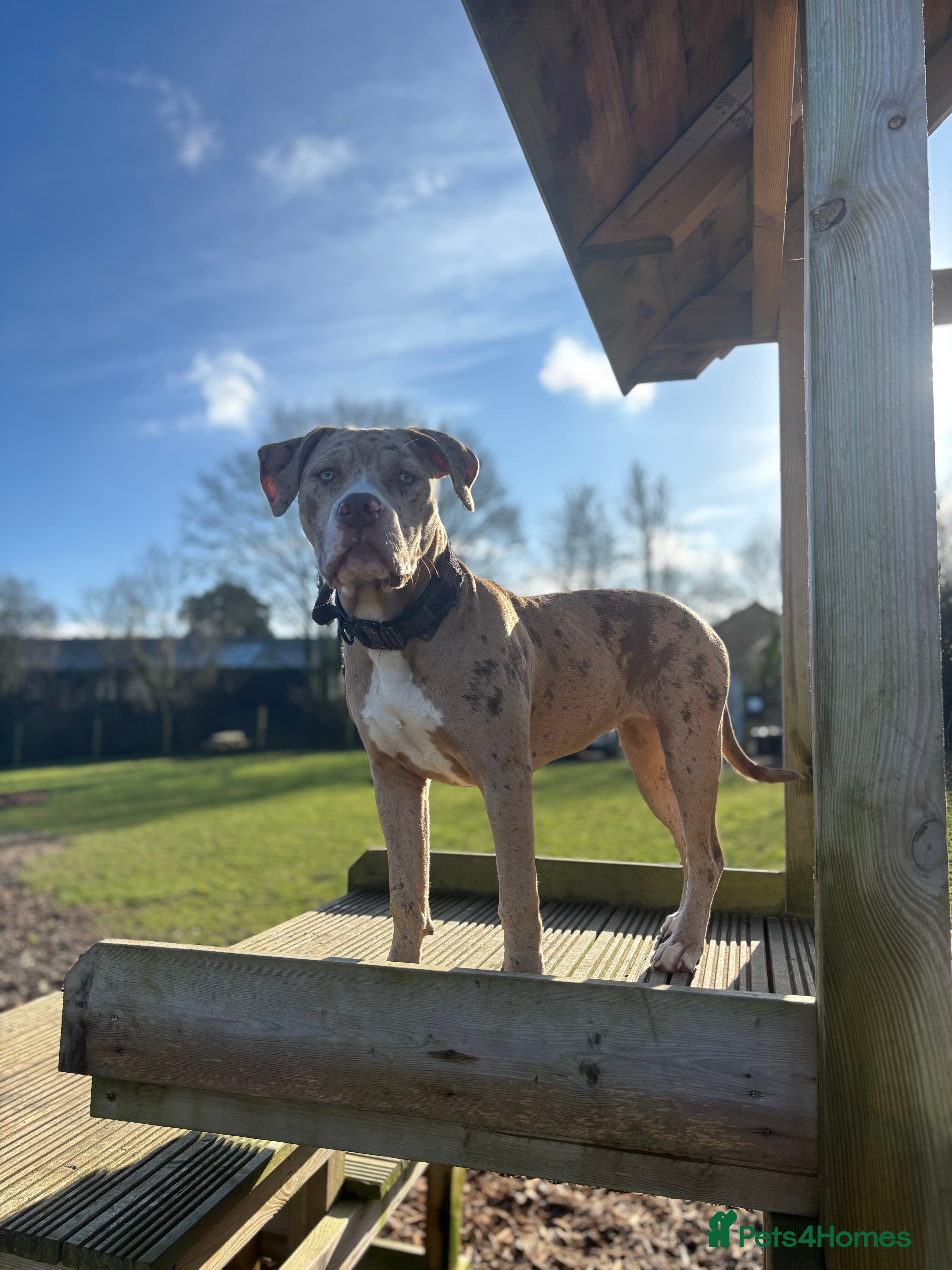 Mixed Breed dogs American bulldog  ** tiff in Buntingford - Advert 15