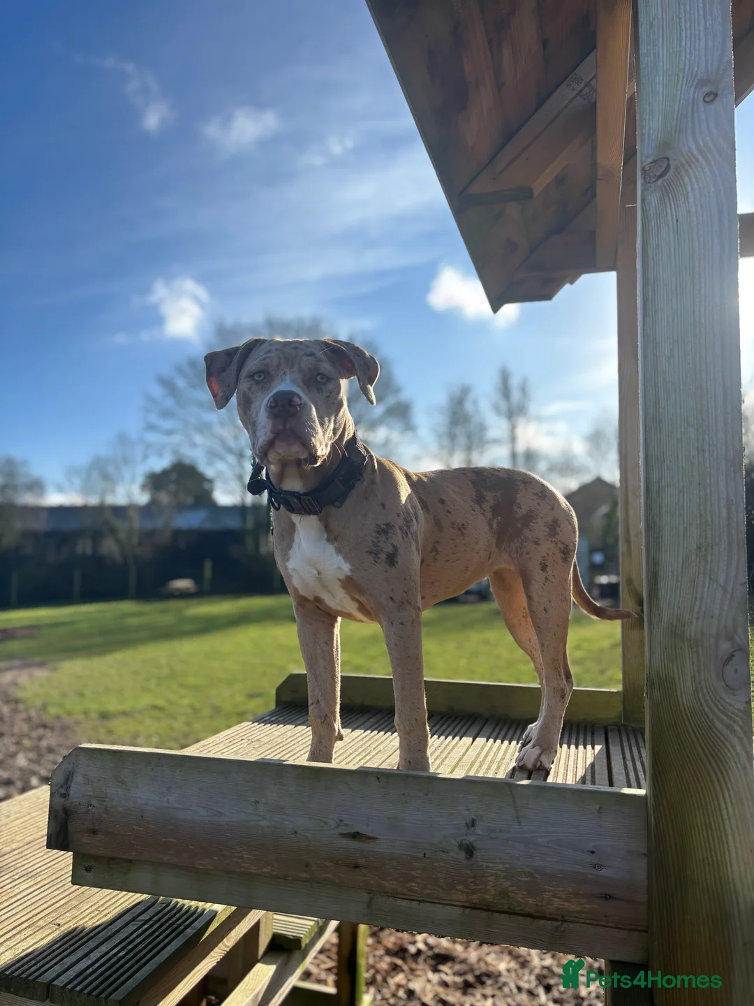 Mixed Breed dogs for sale: American bulldog  ** tiff in Buntingford - Advert 1