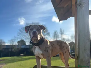 Mixed Breed dogs American bulldog ** tiff in Buntingford - Advert 15