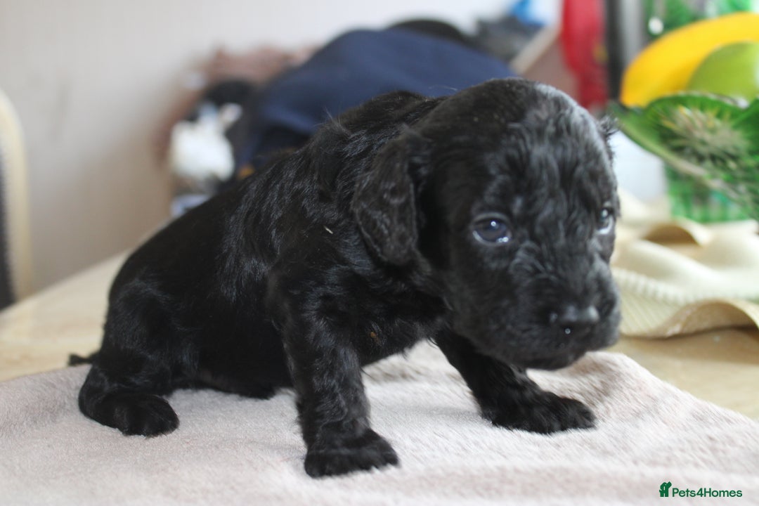 Cavapoo dogs for sale: Iconic cavapoo litter health tested parentage  - Advert 12