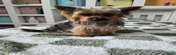 Yorkshire Terrier dogs for sale: Yorkshire terrier  in London - Advert 3