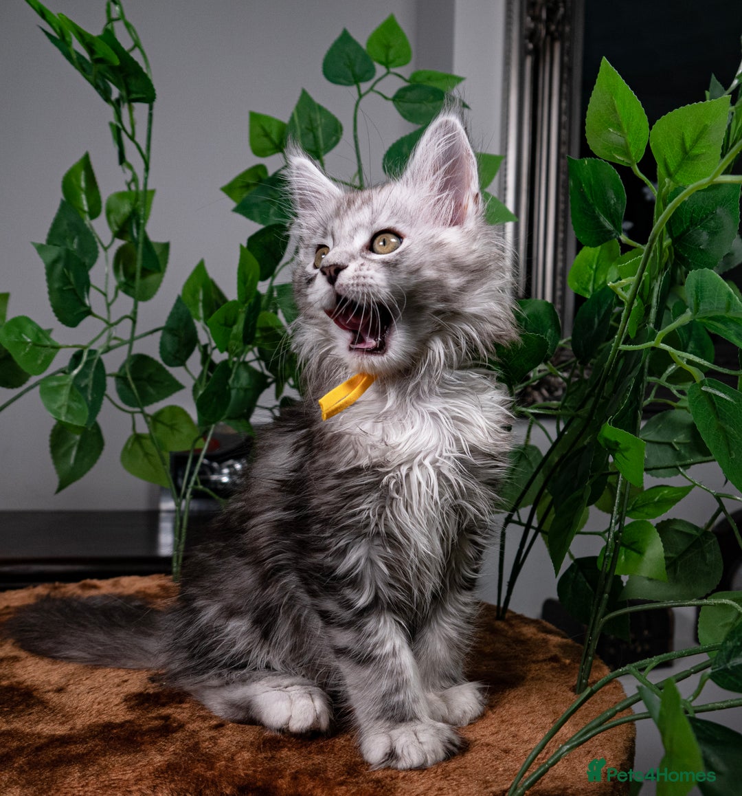 Maine Coon cats for sale: 8 STUNNING PEDIGREE TICA REG MAINE COON KITTENS - Advert 40