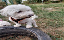 Bichon Frise dogs for adoption: ALBANO, a Lovely Bichon Boy - for a Loving Home - Image 2