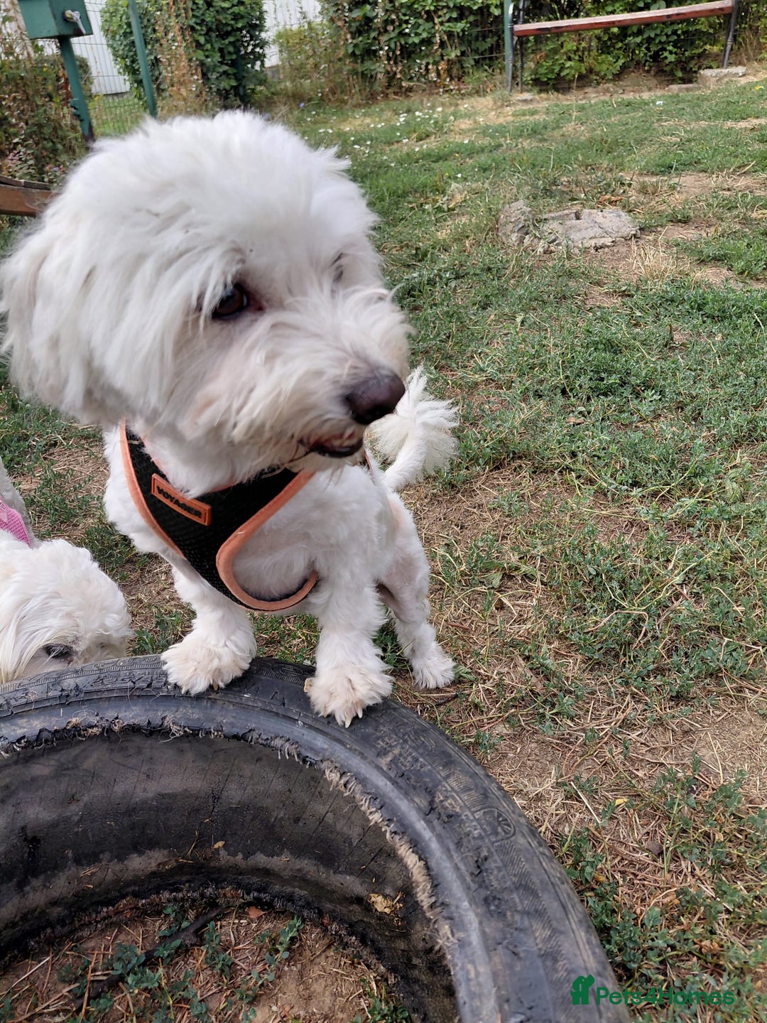 Bichon Frise dogs for adoption: ALBANO, a Lovely Bichon Boy - for a Loving Home - Image 2