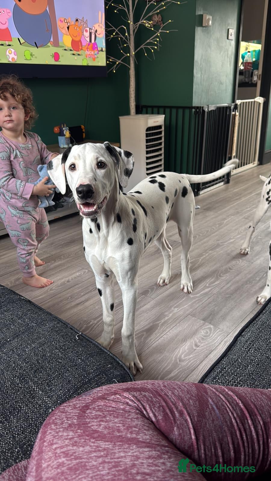 Dalmatian dogs Male dalmation looking for energetic family - Advert 4