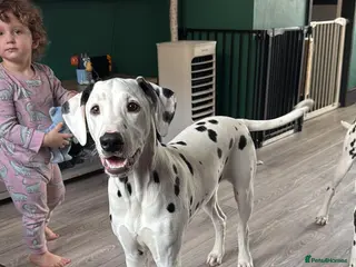 Dalmatian dogs Male dalmation looking for energetic family - Advert 4
