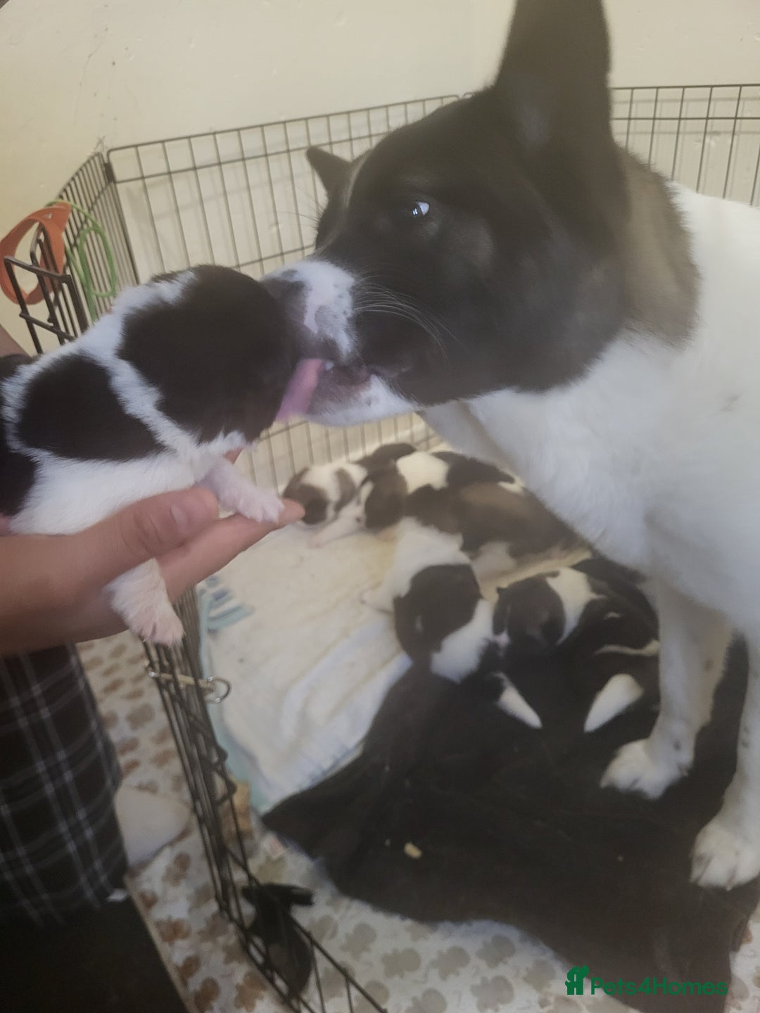 Akita dogs for sale: Ready to leave now. American Akita Puppies 🐾 - Advert 9