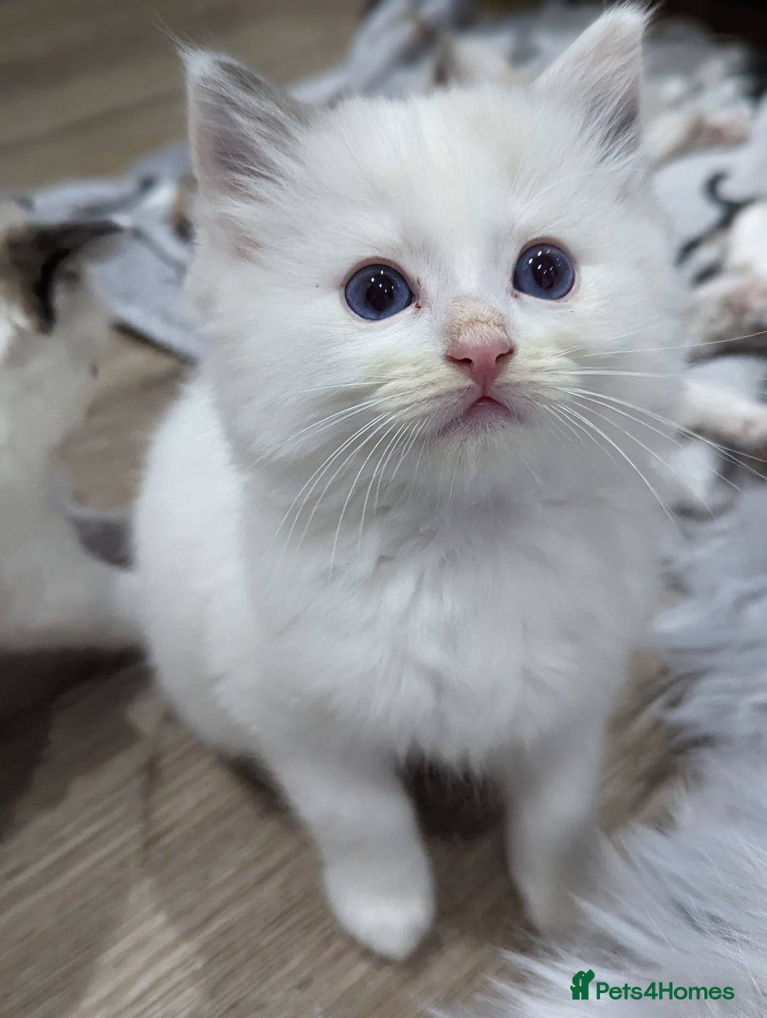 Ragdoll cats for sale: Gorgeous Ragdoll kittens  - Image 2