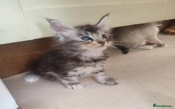 Maine Coon cats for sale: Fully health tested and Tica registered  in Great Missenden - Image 34
