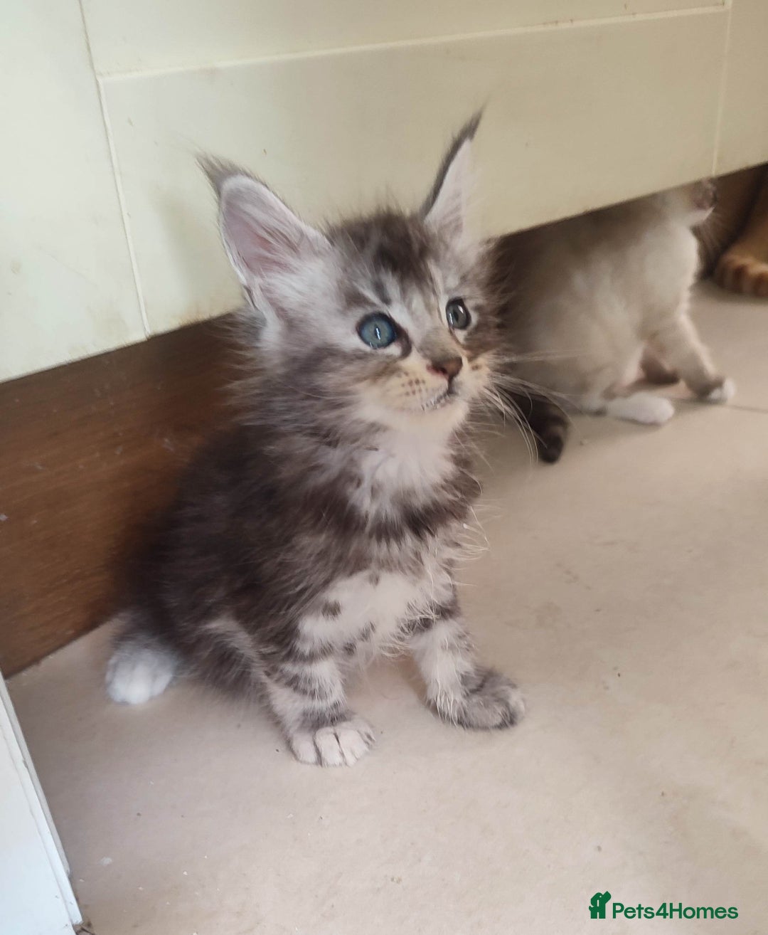 Maine Coon cats for sale: Fully health tested and Tica registered  in Great Missenden - Image 34
