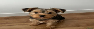 Yorkshire Terrier Puppy 4
