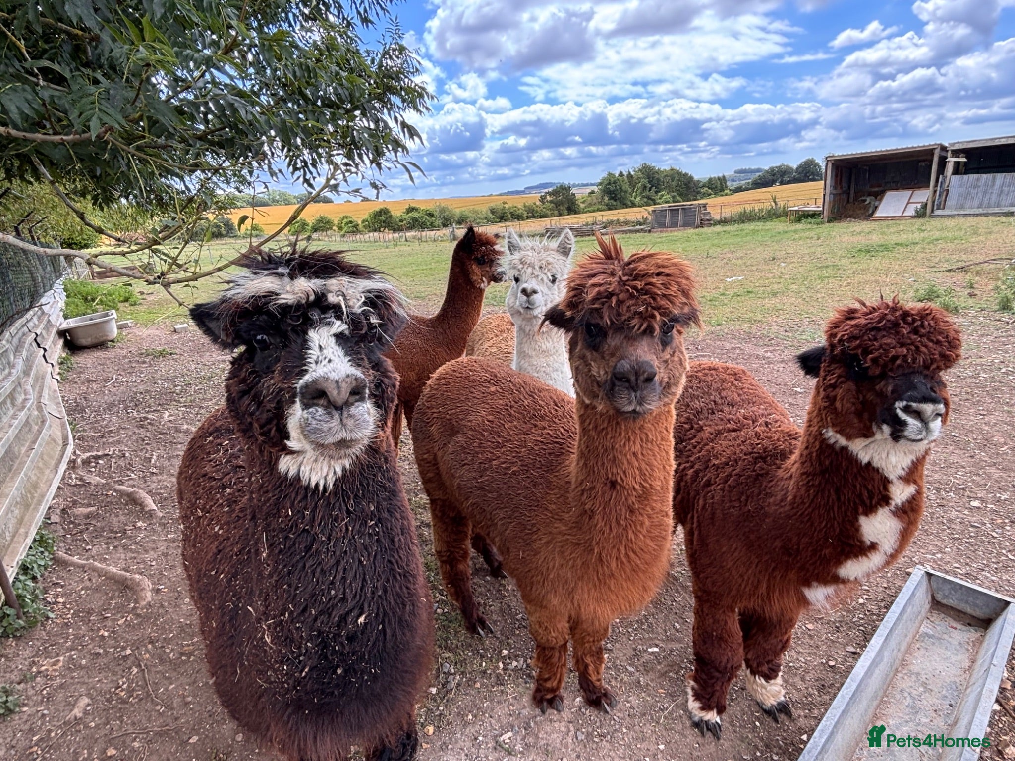 Alpaca livestock Alpacas for sale (breeding group) - Advert 2
