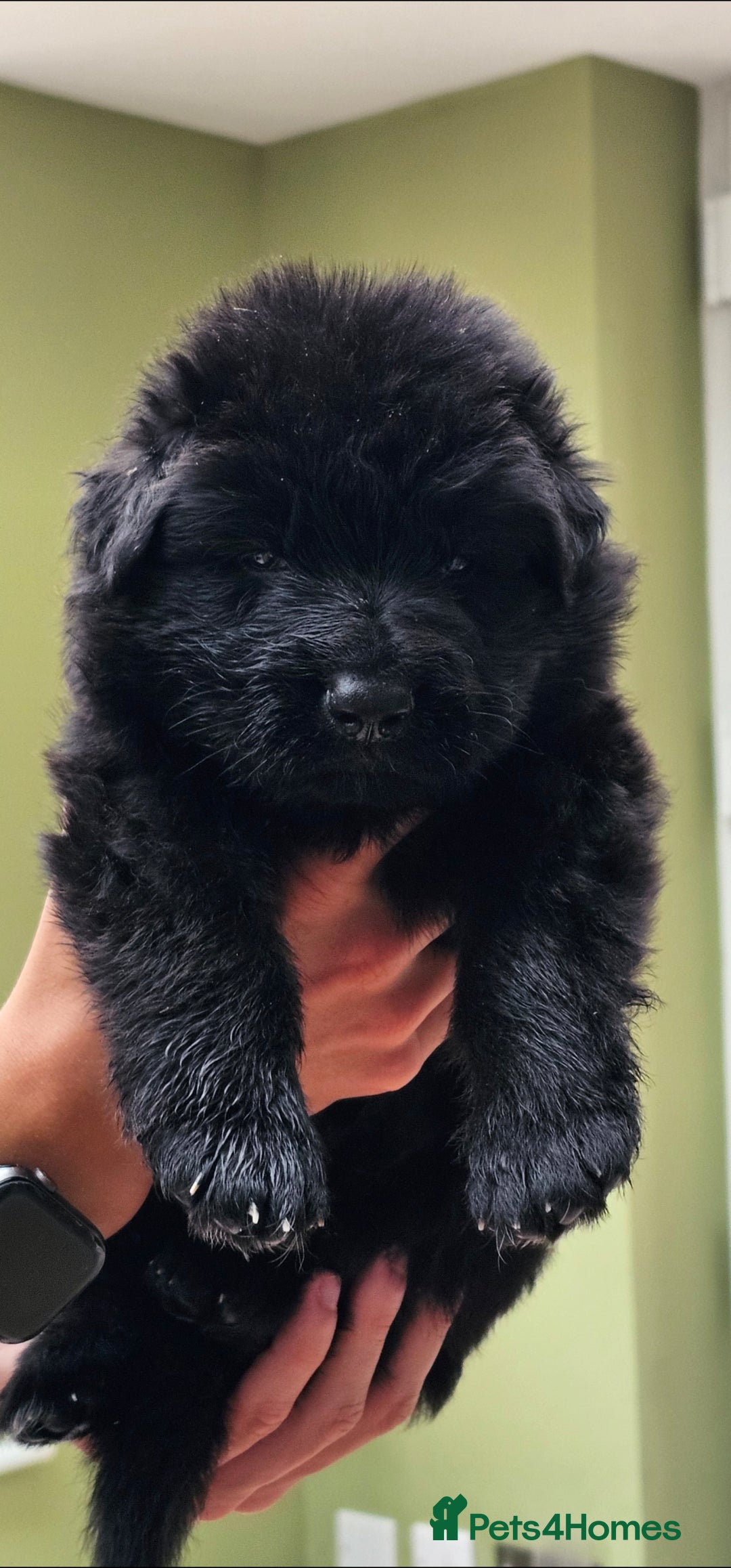 German Shepherd dogs for sale: BOTH PARENTS ARE ALL DNA TESTS CLEAR  - Image 2
