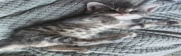 Mixed Breed cats for sale: Cuddle Boy Grey Tabby - Advert 4