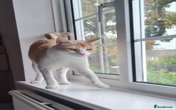 Mixed Breed cats for adoption: Lovely Theo is looking for a furever home - Image 6