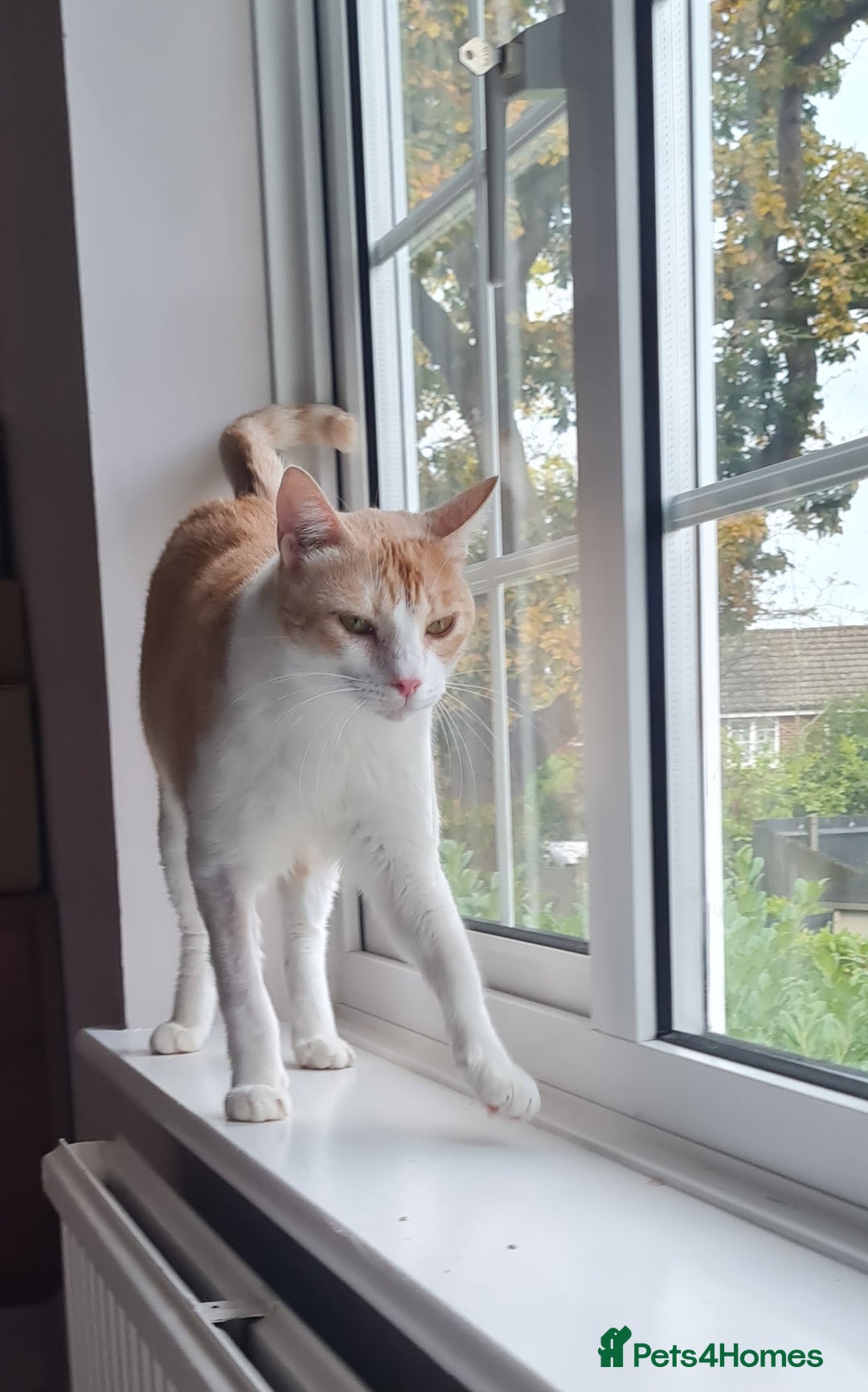Mixed Breed cats for adoption: Lovely Theo is looking for a furever home - Image 6