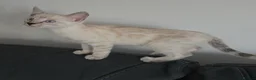 Bengal cats for sale: Outstanding Tica registered pure bengal kitten's - Advert 28