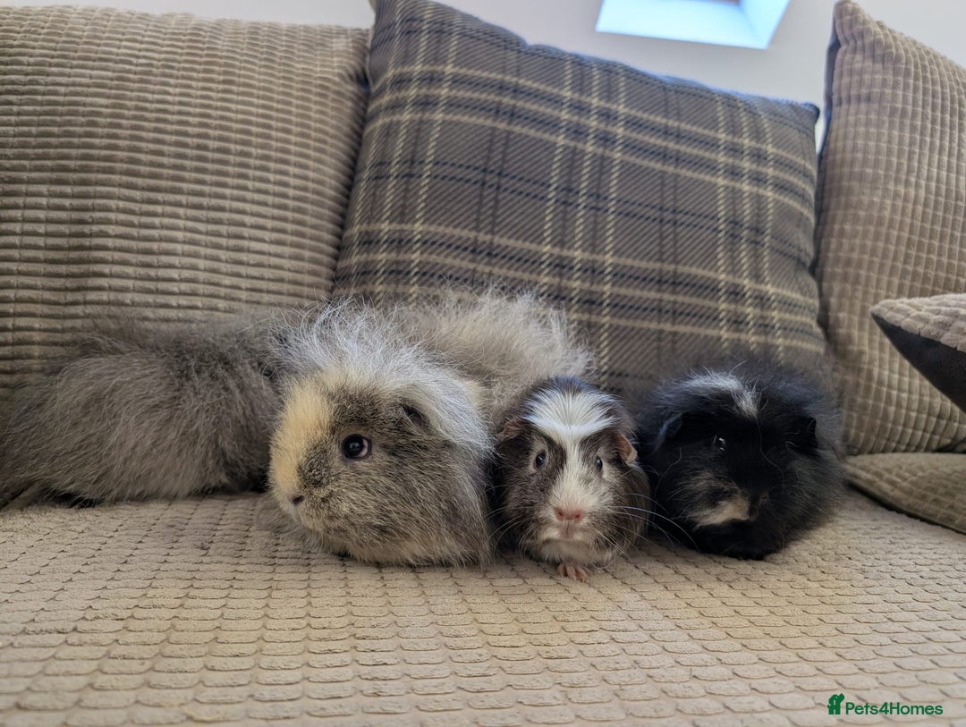 Guinea Pig rodents for sale: 4 female guinea pigs - Advert 15