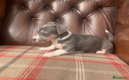 Jack Russell dogs for sale: Fantastic litter of miniature jr rare  colours  - Image 18
