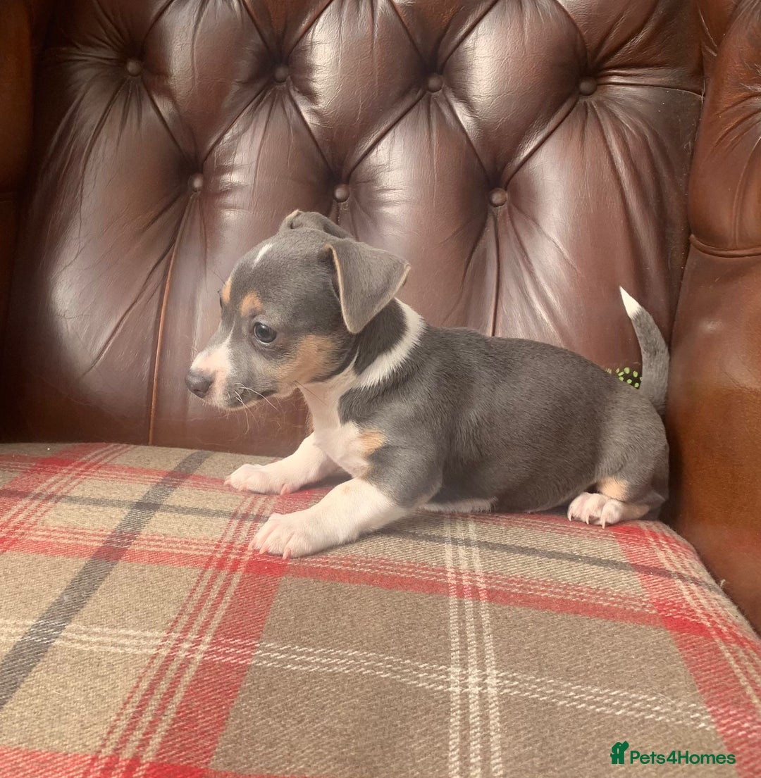 Jack Russell dogs for sale: Fantastic litter of miniature jr rare  colours  - Image 18