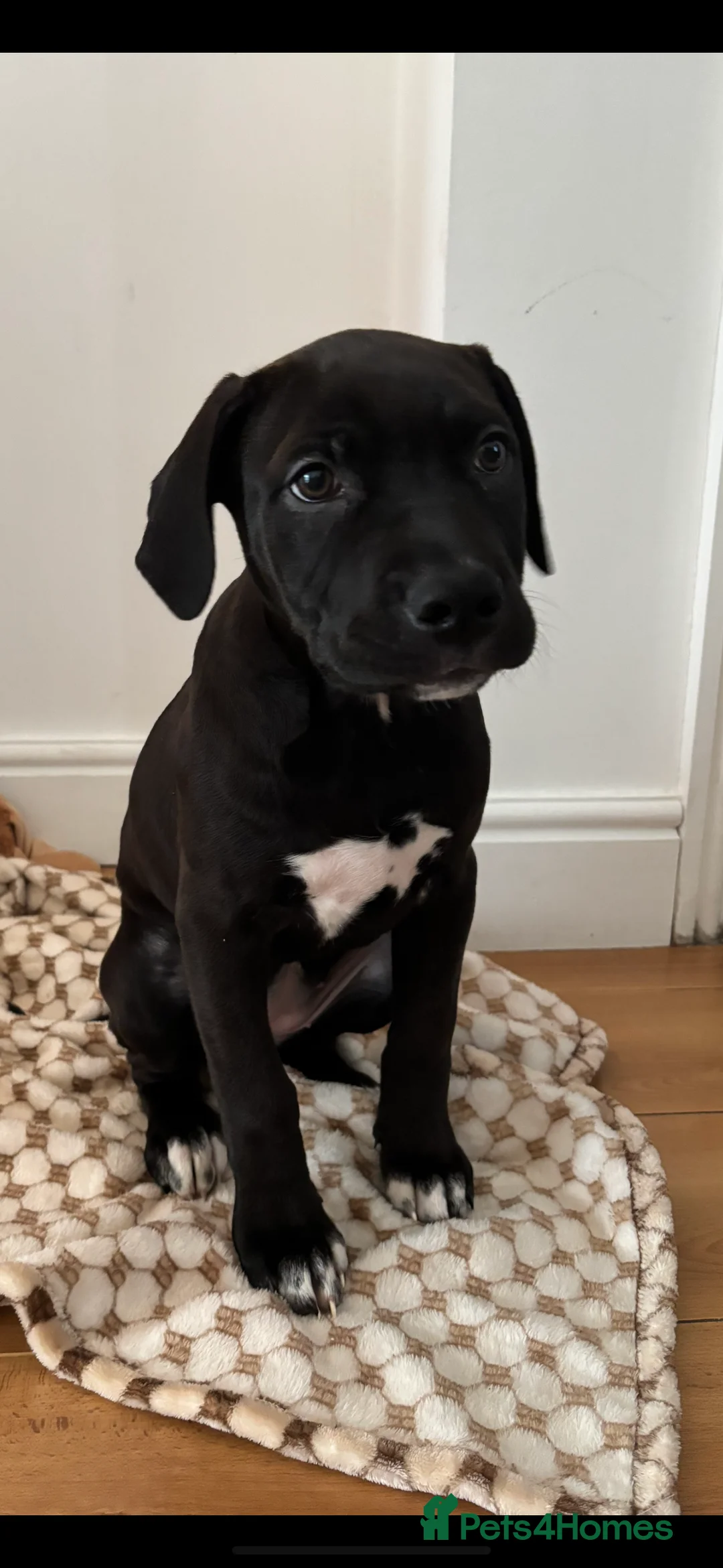 Mixed Breed dogs for sale: Staffy x presa canario  - Advert 1