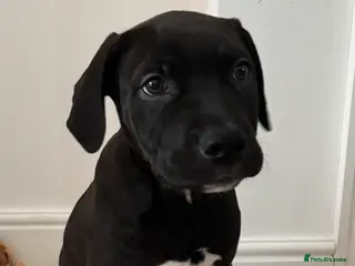 Mixed Breed dogs Staffy x presa canario - Advert 1