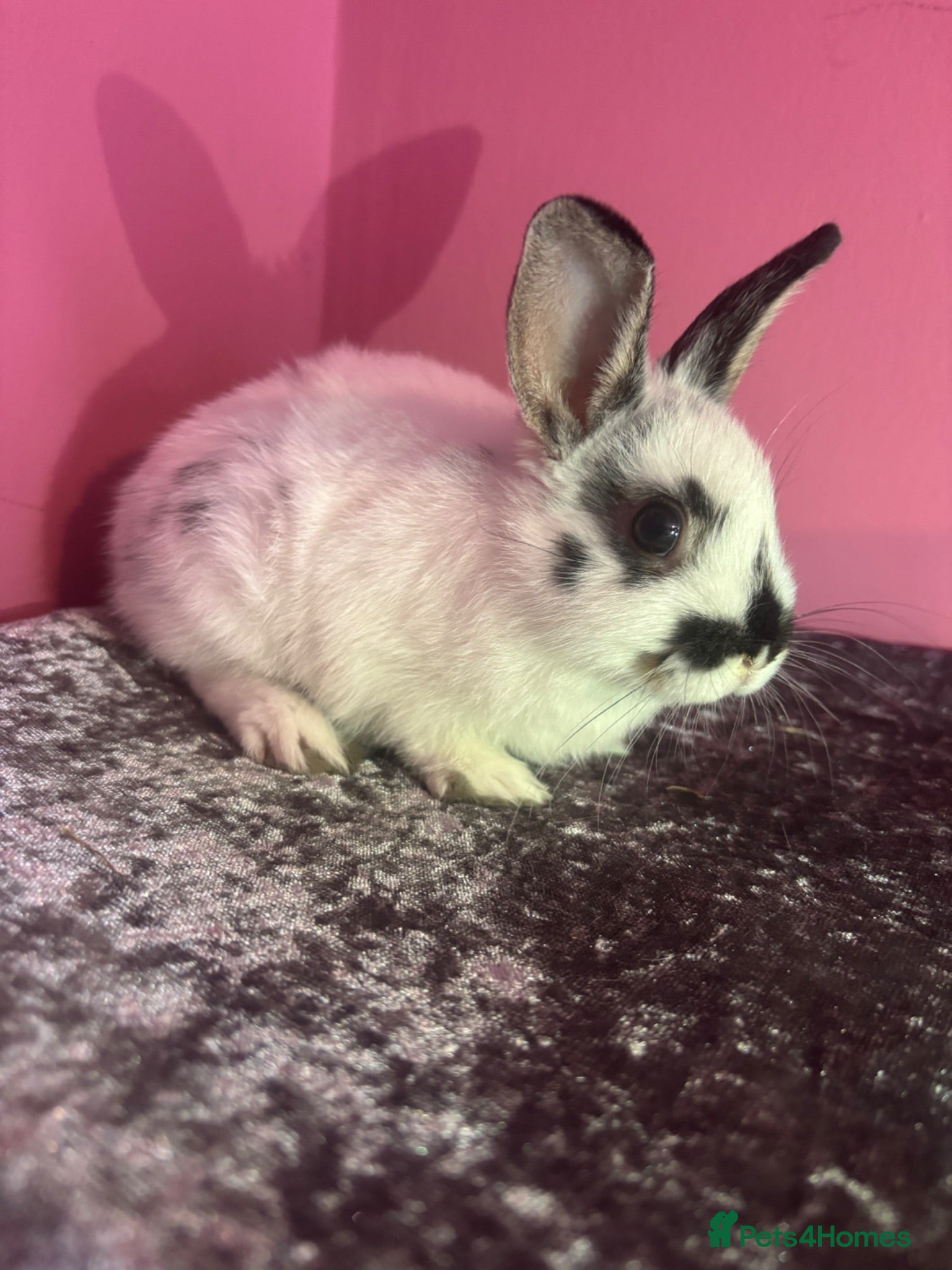Mixed Breed rabbits 2 gorgeous bunnies for sale - Advert 3
