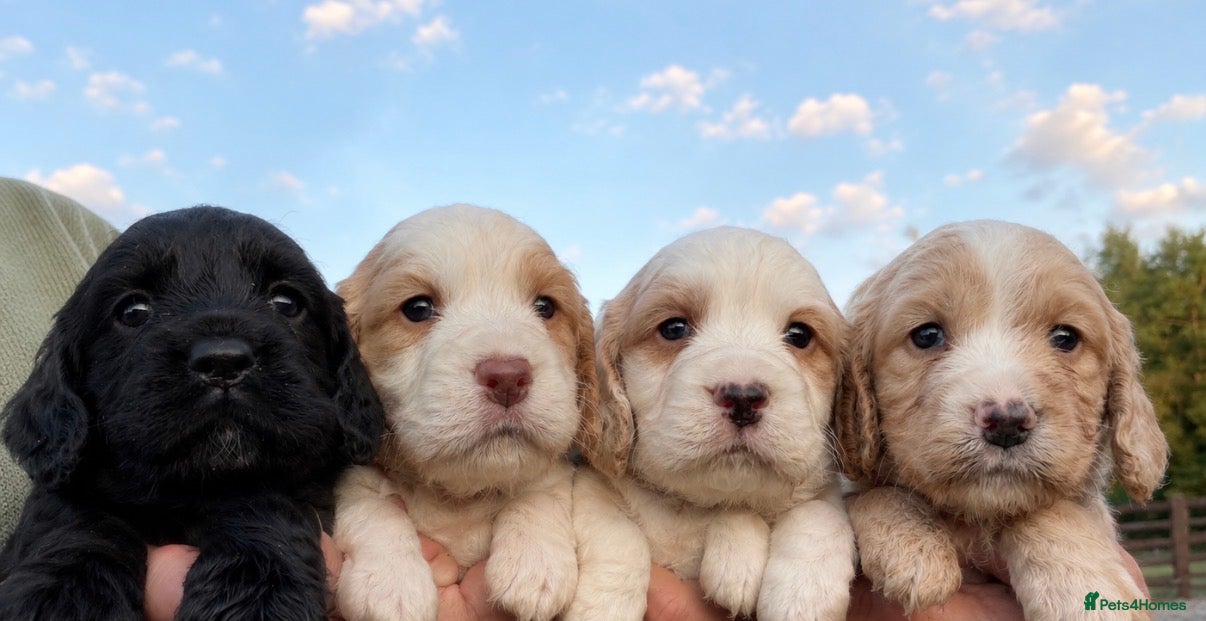 Cocker Spaniel dogs  Cocker Spaniel Puppies Legally docked - Advert 16