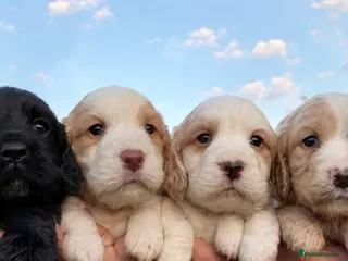 Cocker Spaniel dogs Cocker Spaniel Puppies Legally docked - Advert 2