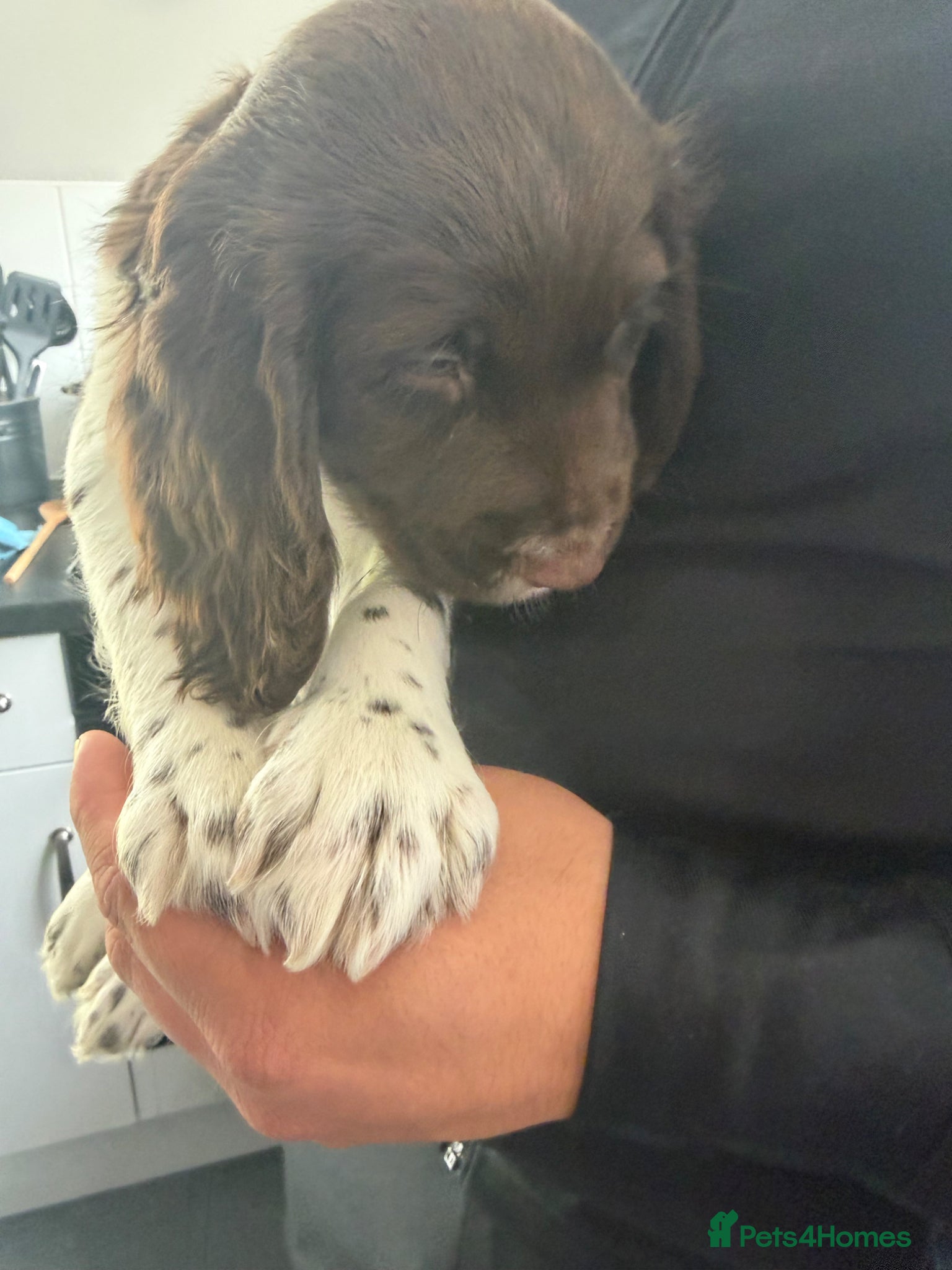 English Springer Spaniel dogs Springer spaniel  - Advert 2