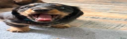 Dachshund dogs for sale: Male Standard longhair dachshund - Advert 10