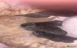 British Shorthair cats for stud: Lilac bsh stud duties - Image 7