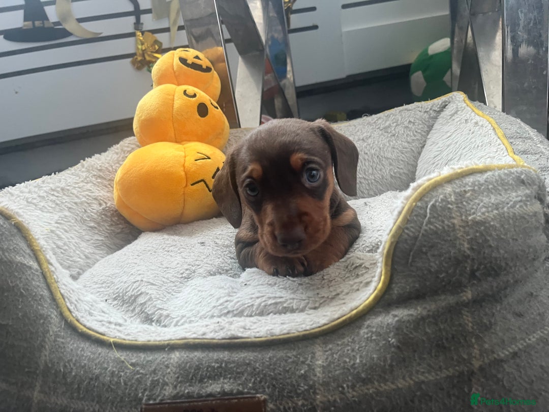 Miniature Dachshund dogs for sale: Miniature Dachshund Boy  - Advert 4