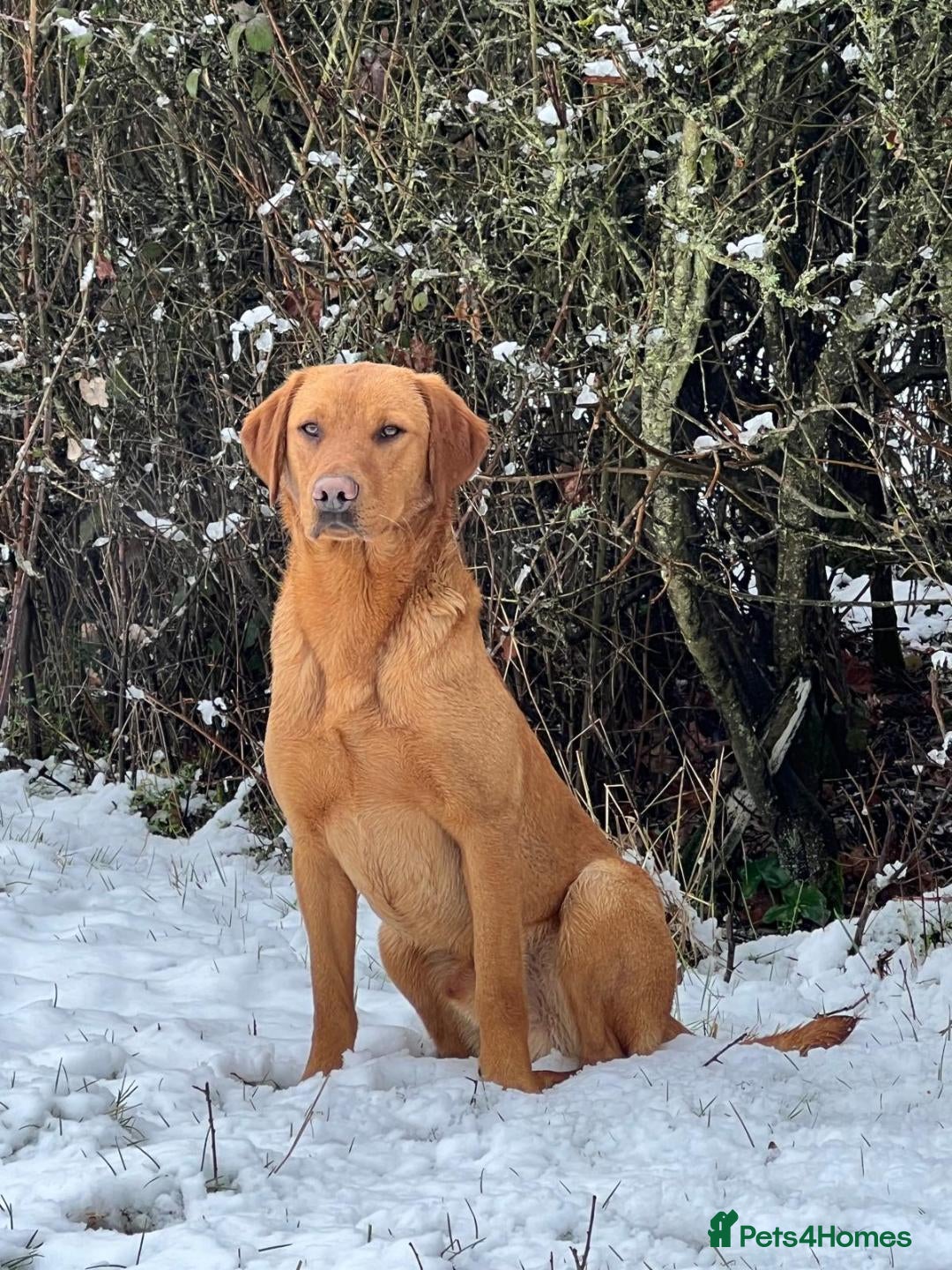 Labrador Retriever dogs EXTENSIVELY HEALTH TESTED FOX RED LABRADOR AT STUD in Petworth - Advert 3