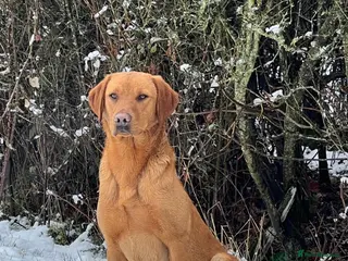 Labrador Retriever dogs EXTENSIVELY HEALTH TESTED FOX RED LABRADOR AT STUD in Petworth - Advert 4