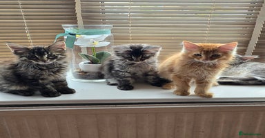 Maine Coon cats - Advert 15