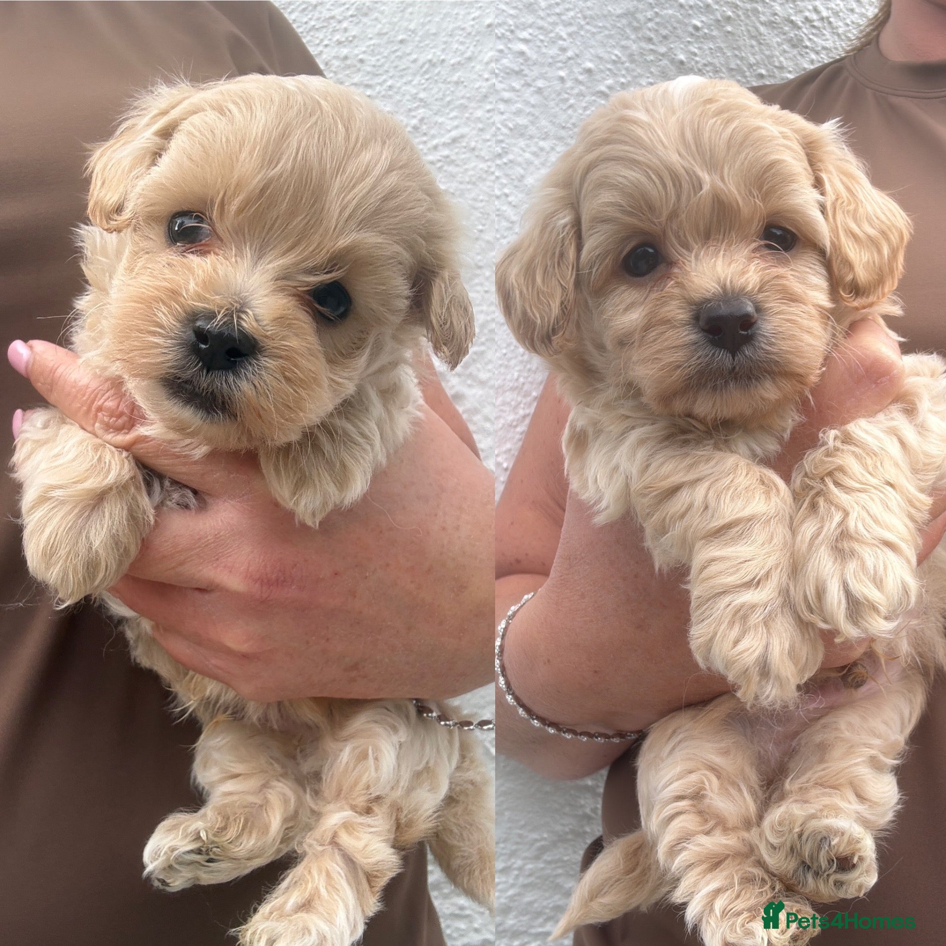 Maltipoo dogs F1 Maltipoo Puppies - Advert 1