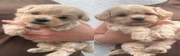 Maltipoo dogs for sale: F1 Maltipoo Puppies - Advert 1