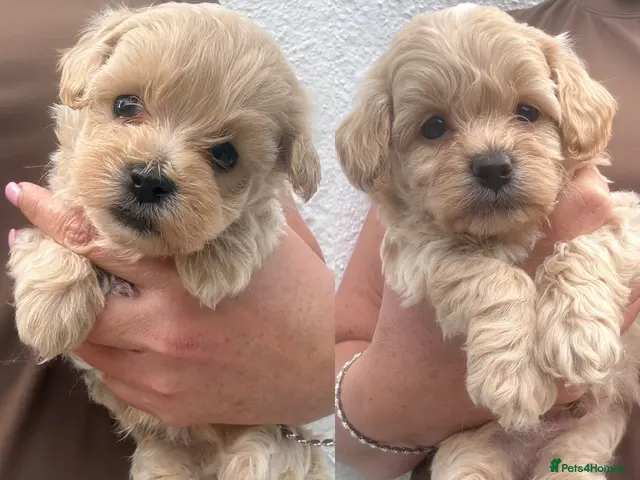 Maltipoo dogs for sale: F1 Maltipoo Puppies - Advert 1