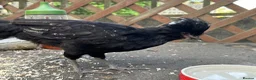Chickens poultry for sale: Poland Bantam Cockerels Smooth and Frizzle - Advert 9
