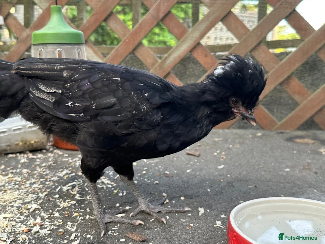 Chickens poultry for sale: Poland Bantam Cockerels Smooth and Frizzle - Advert 9