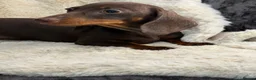 Miniature Dachshund dogs for sale: Beautiful dachshund puppies  - Advert 7
