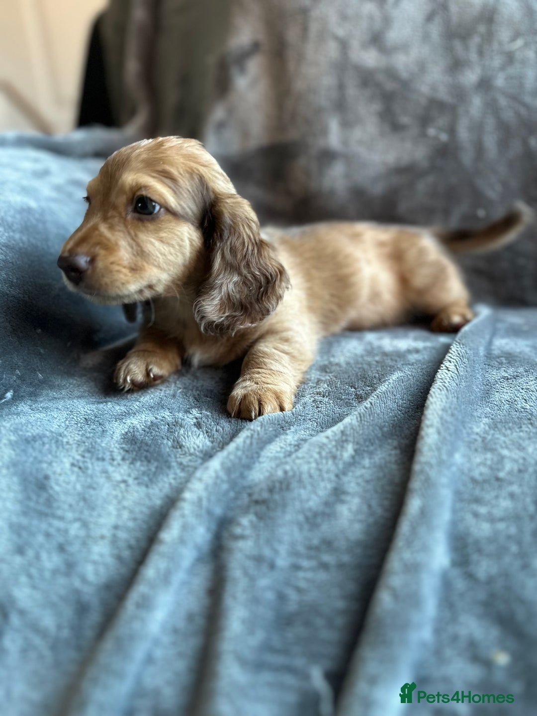 Miniature Dachshund dogs for sale: Kc registered mini Dachshund quality puppies  - Image 14