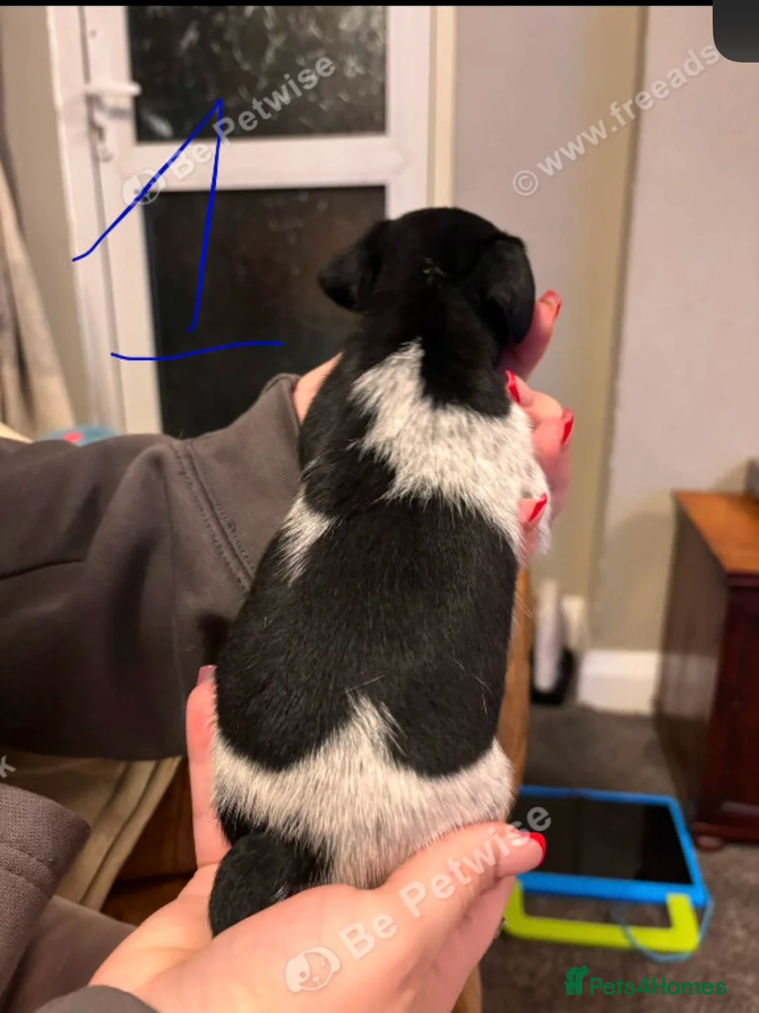 Jack Russell dogs for sale: Jack Russell puppies last 3  - Advert 2