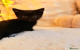 Mixed Breed cats for sale: 7 Floofy kittens looking for forever homes..  - Image 3