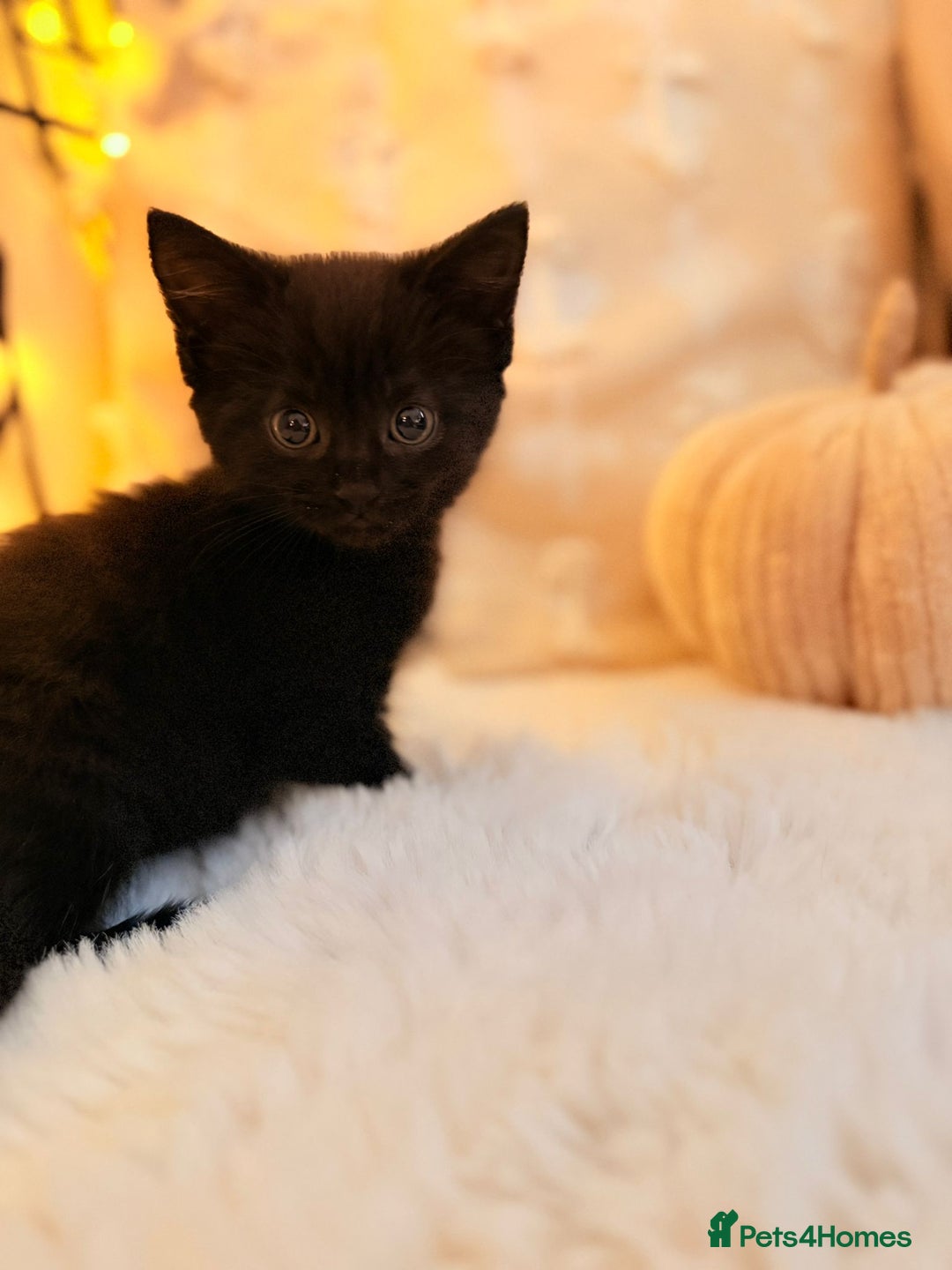 Mixed Breed cats for sale: 7 Floofy kittens looking for forever homes..  - Image 3