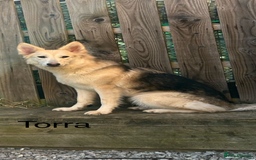 German Shepherd dogs for sale: German Shepherds by Shawhhead Shepherds  - Image 25