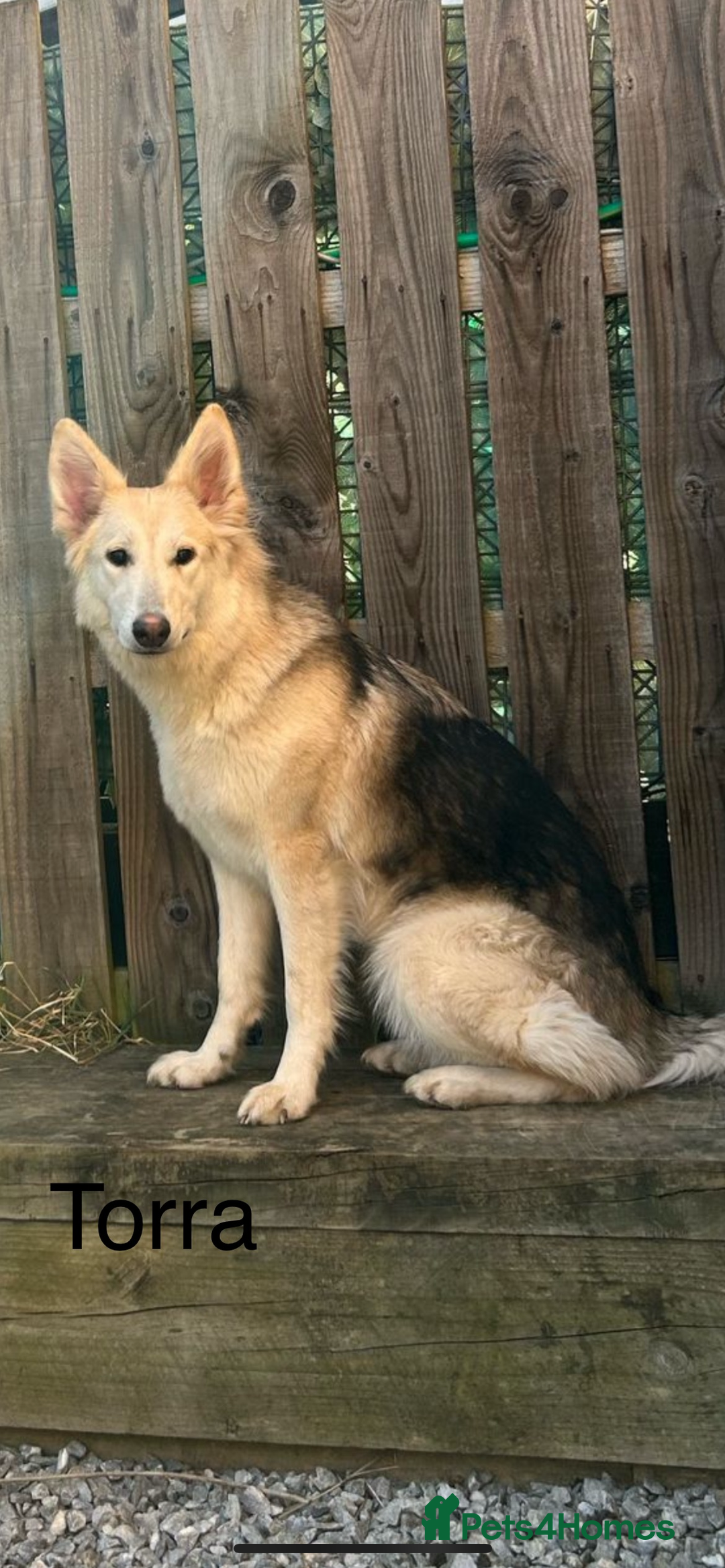 German Shepherd dogs for sale: German Shepherds by Shawhhead Shepherds  - Image 25
