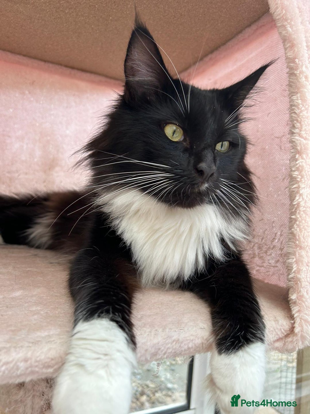 Maine Coon cats for sale: Maine coon kittens - Image 15
